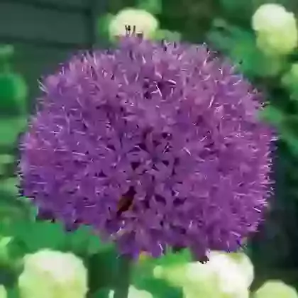 Purple Sensation